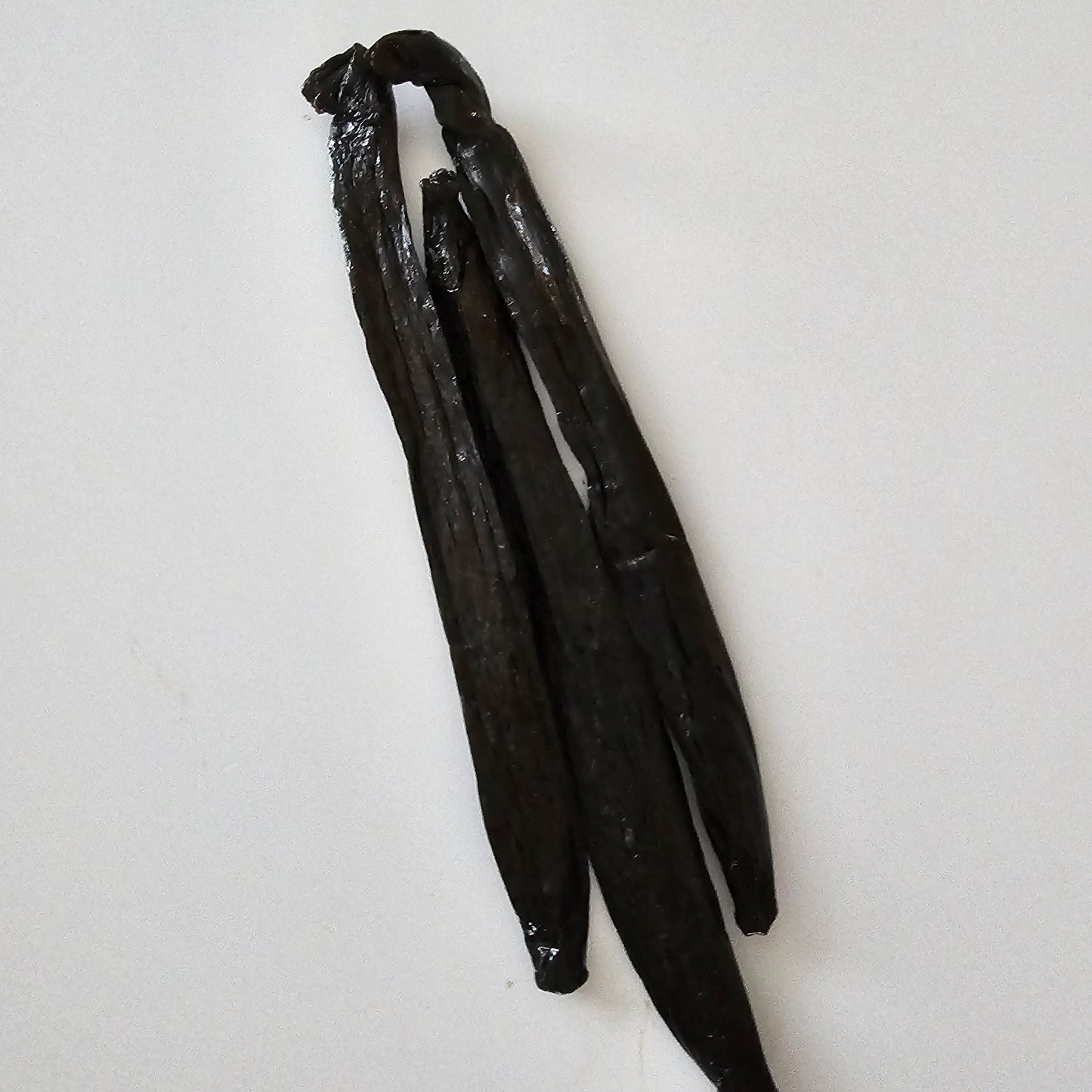 Colombia V. pompona Vanilla Beans