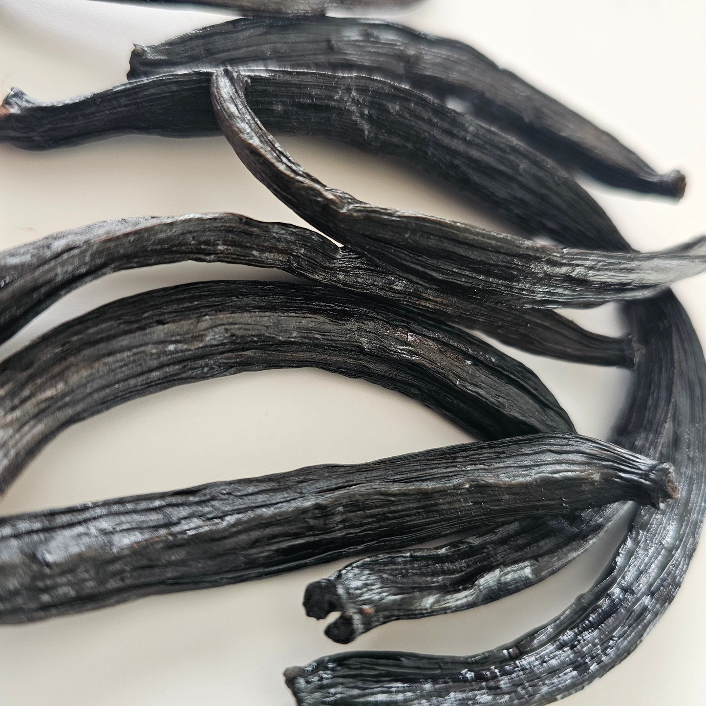 Guatemala V. cobanensis