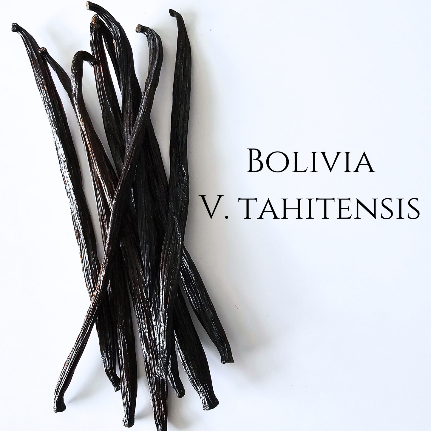 Bolivia V. tahitensis vanilla beans
