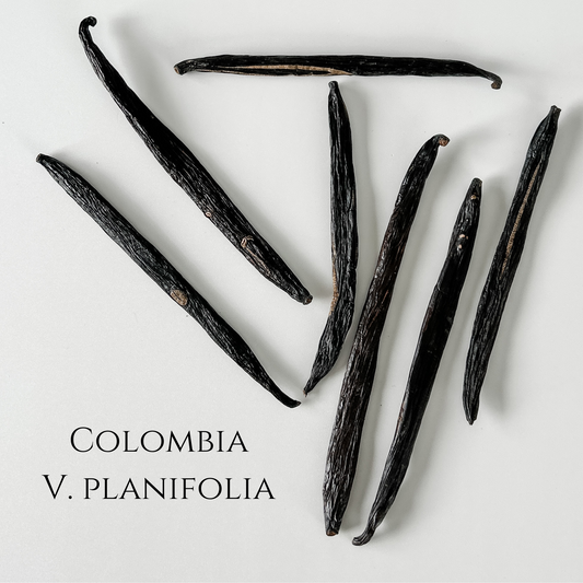 Colombia V. planifolia Vanilla Beans