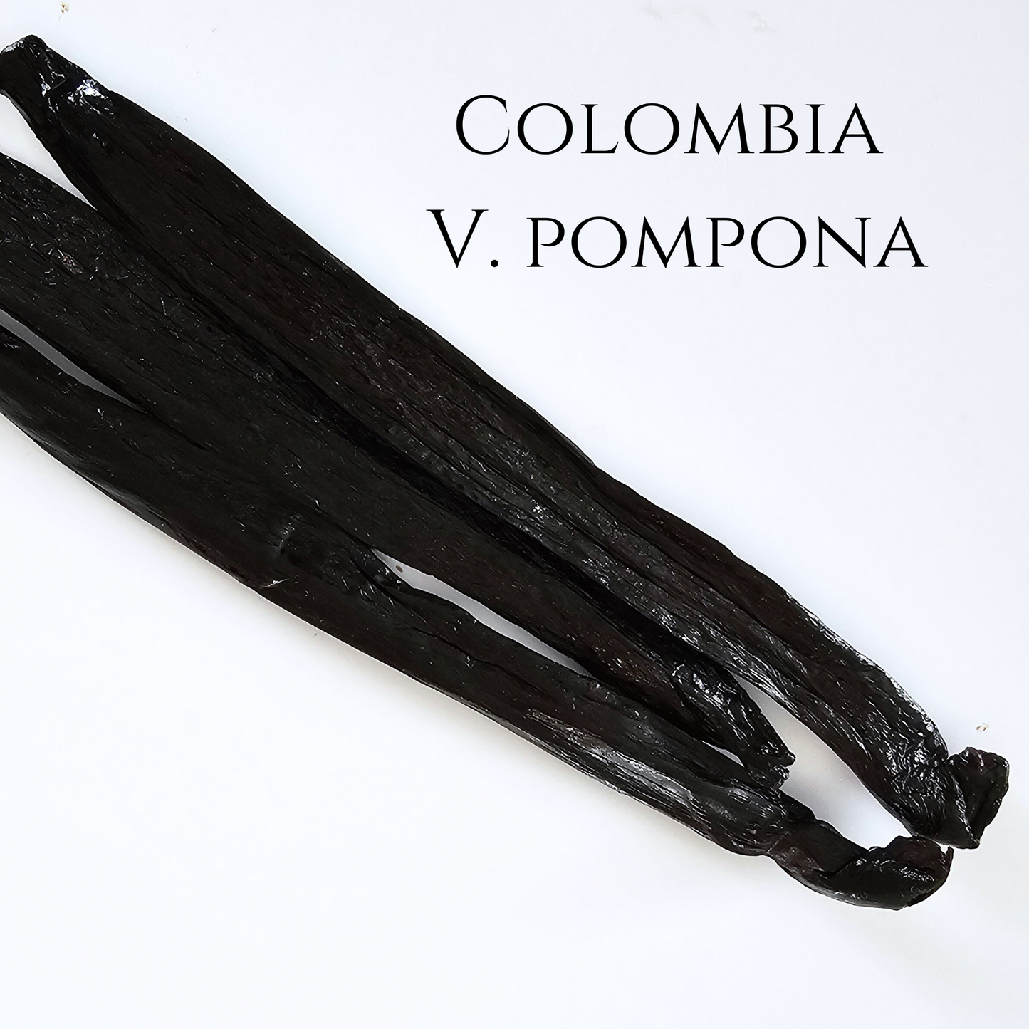 Colombia V. pompona Vanilla Beans