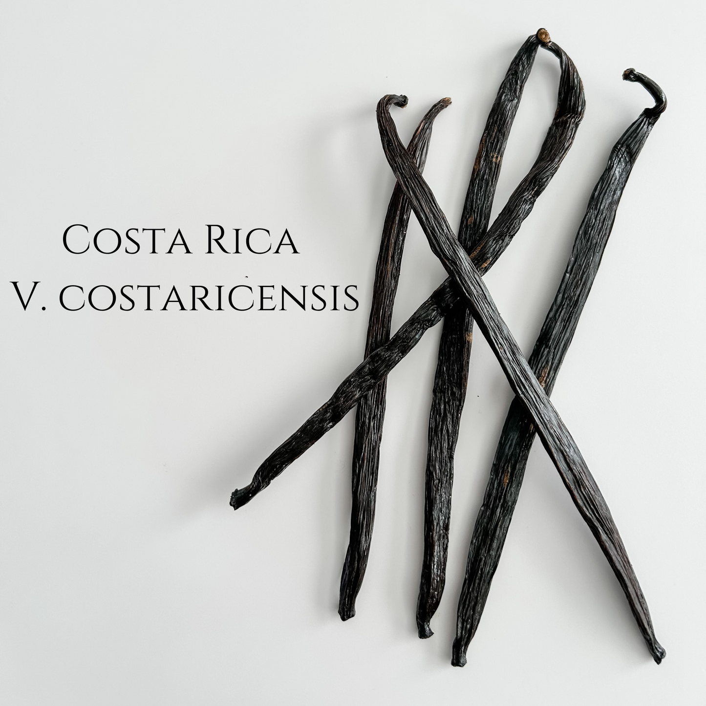 Costa Rica V. costaricensis Vanilla Beans