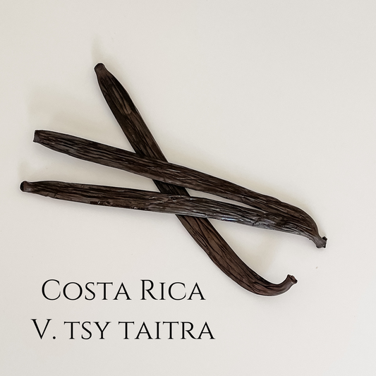 Costa Rica V. tsy taitra Vanilla Beans