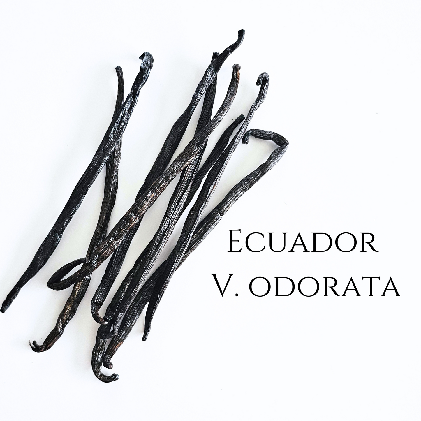 Ecuador V. odorata