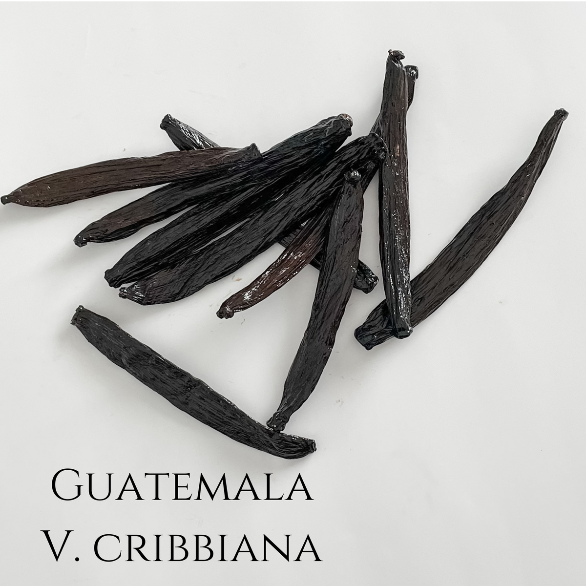 Guatemala V. cribbiana Vanilla Beans