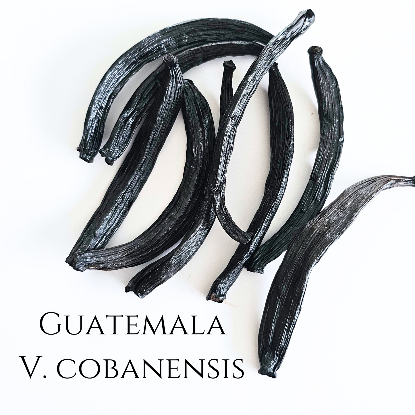 Guatemala V. cobanensis