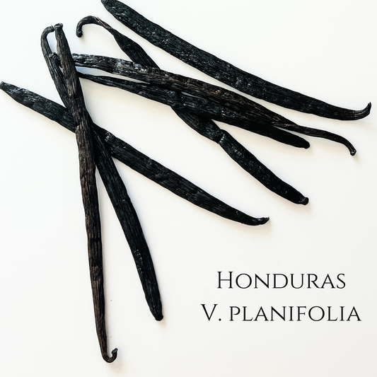 Honduras V. planifolia Vanilla Beans
