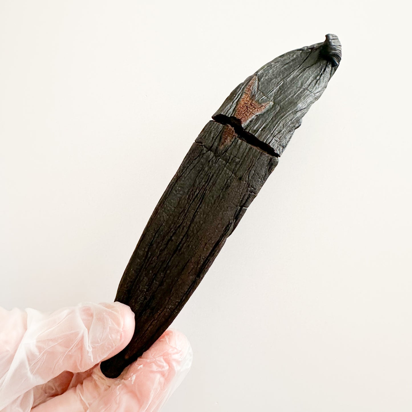 Brazil V. chamissonis Vanilla Beans