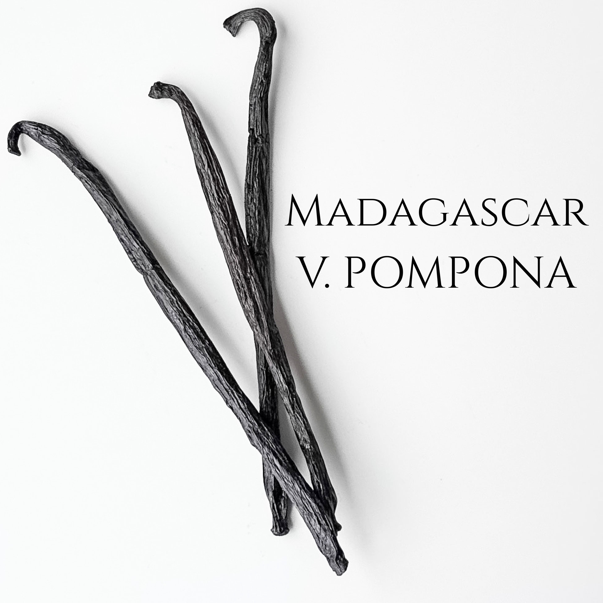 Madagascar V. pompona – IndriVanilla
