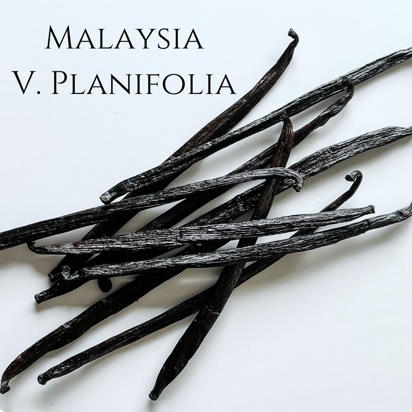 Malaysia V. planifolia Vanilla Beans