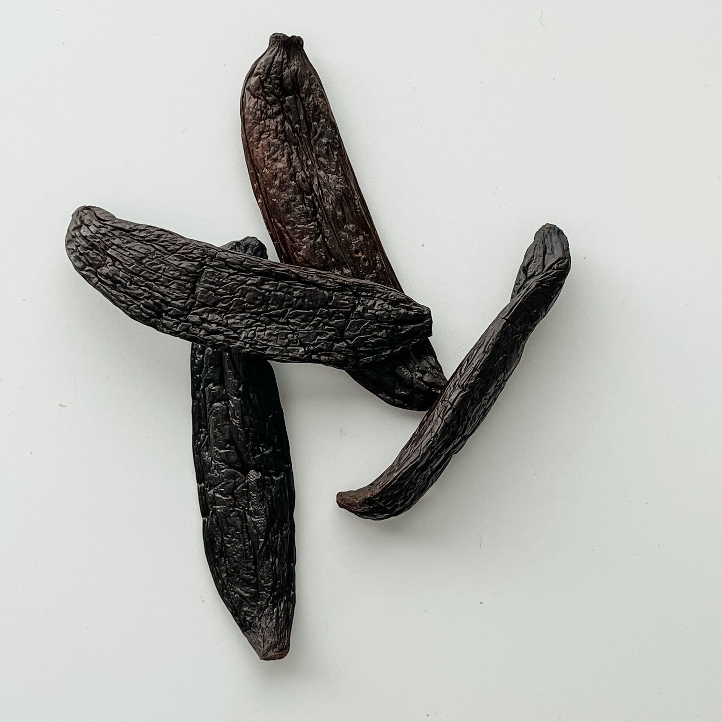 New Caledonia V. pompona