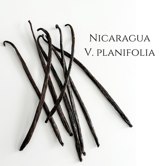 Nicaragua V. planifolia