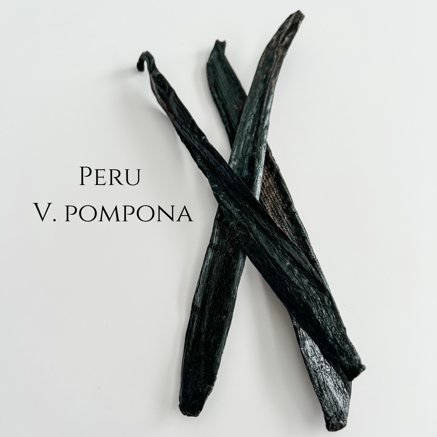 Perú V. pompona Vanilla Beans