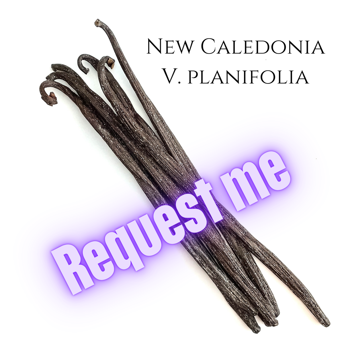 New Caledonia V. planifolia Vanilla Beans
