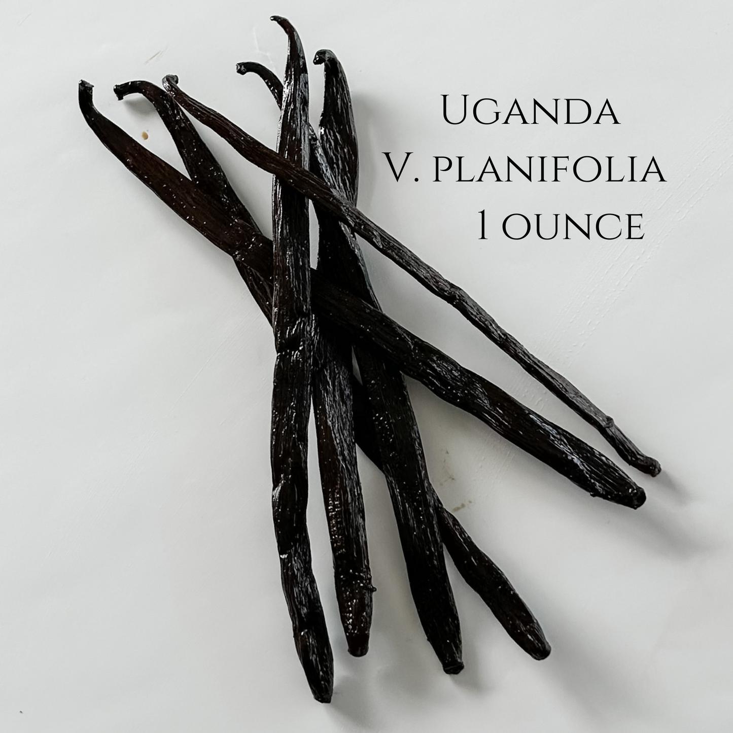 Uganda V. planifolia Vanilla Beans