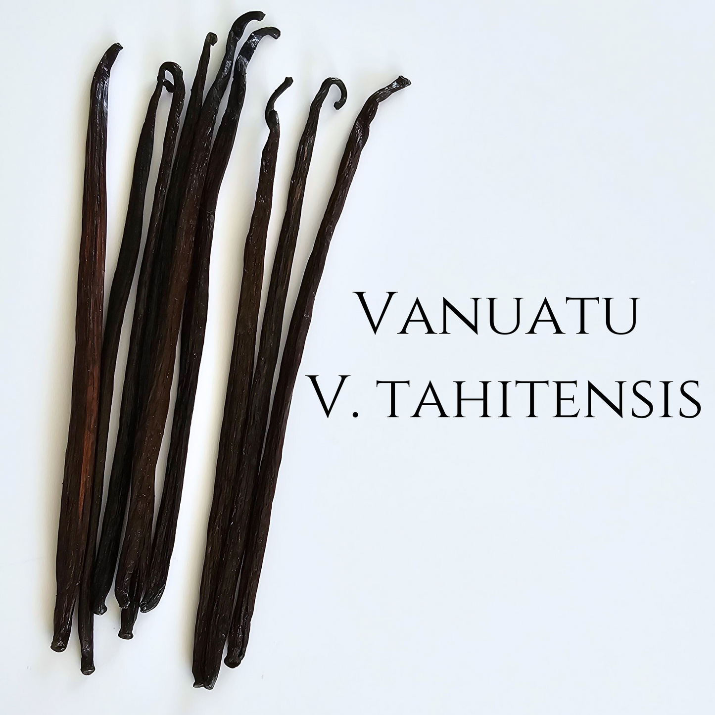 Vanuatu V. tahitensis Vanilla Beans