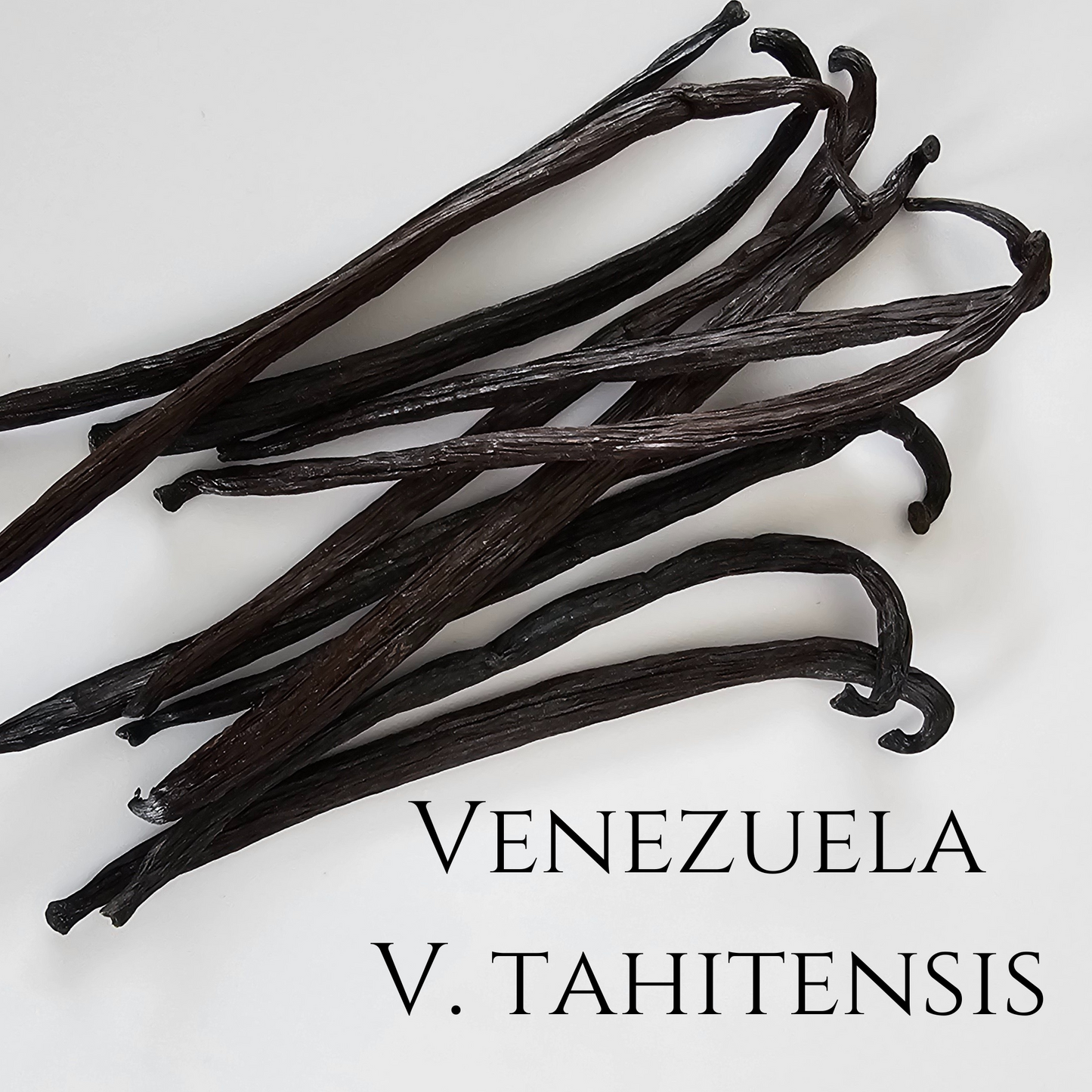 Venezuela V. Tahitensis Vanilla Beans