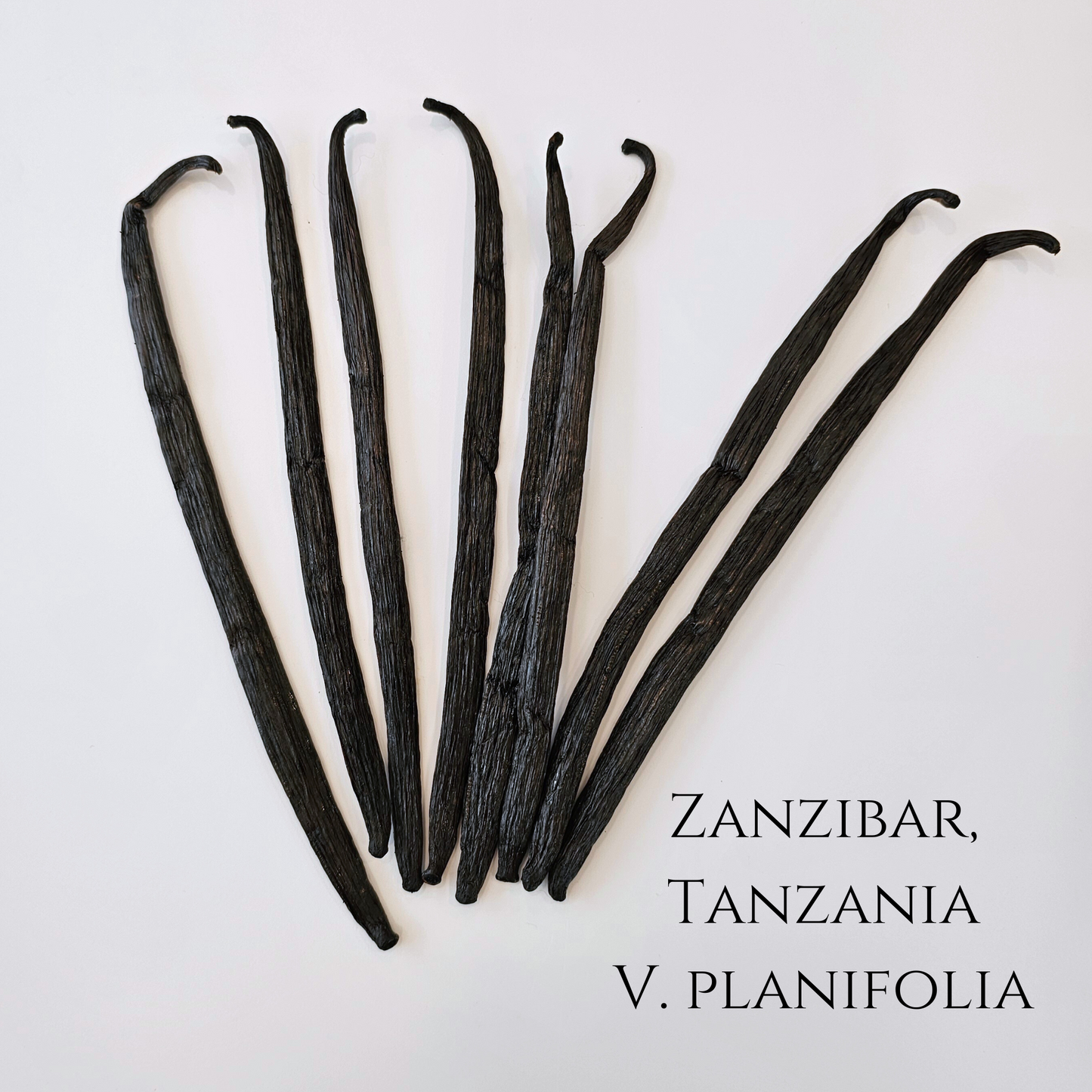Zanzibar, Tanzania V. planifolia Vanilla Beans