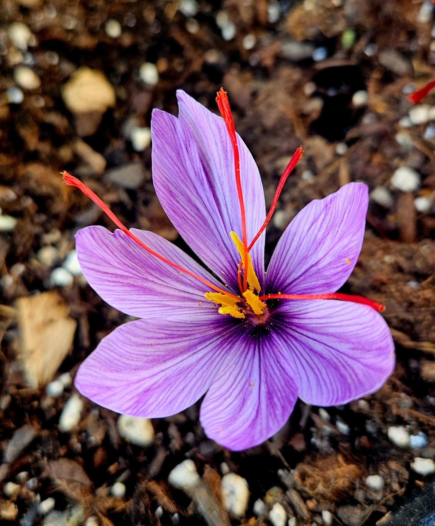 Saffron