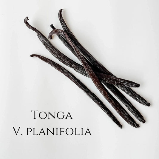 Tonga V. planifolia Vanilla Beans
