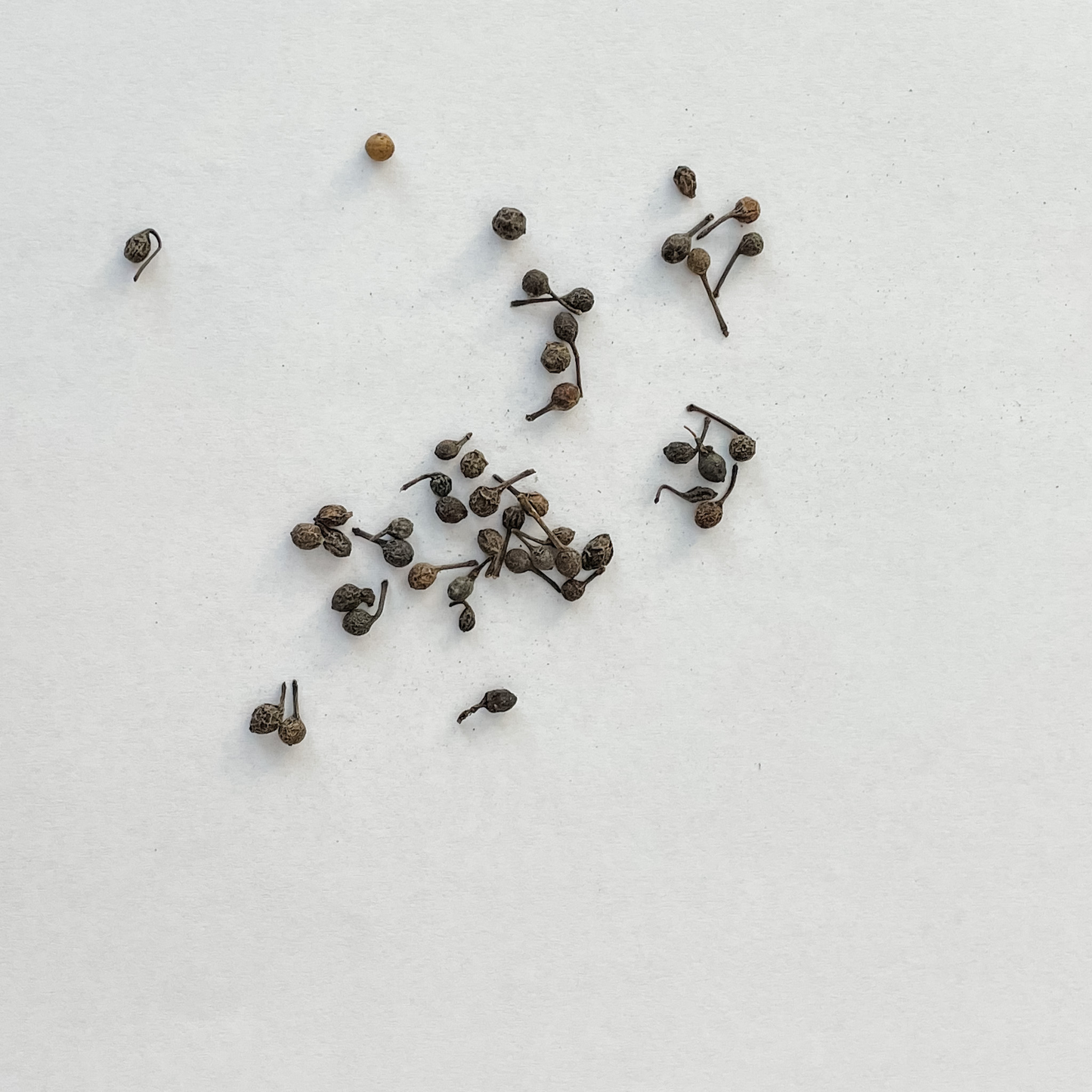 Madagascar Wild Peppercorns