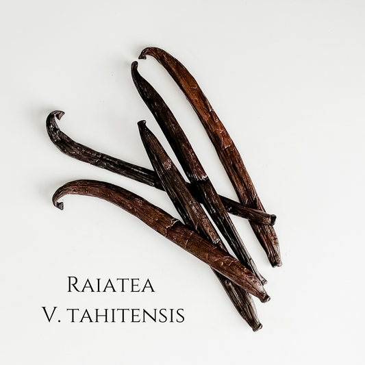 Raiatea V. tahitensis Vanilla Beans