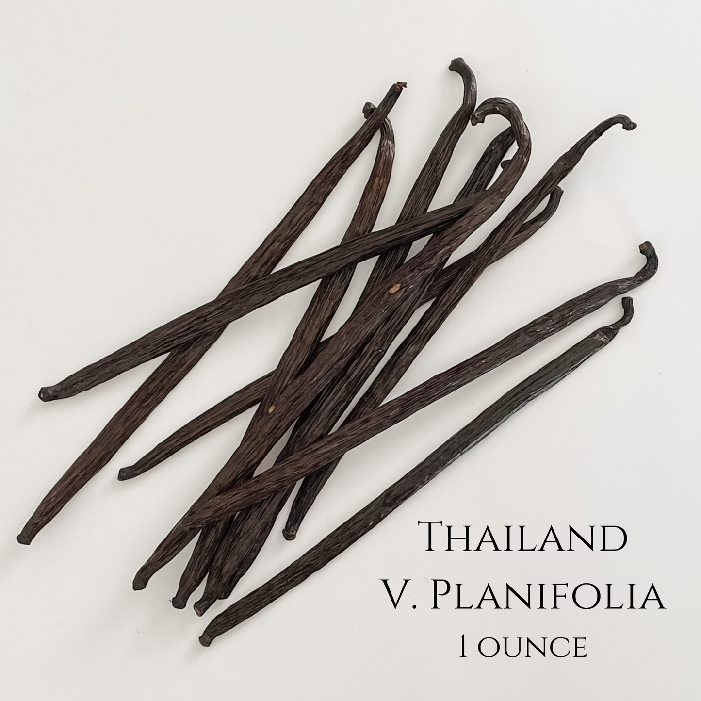 Thailand V. planifolia Vanilla Beans