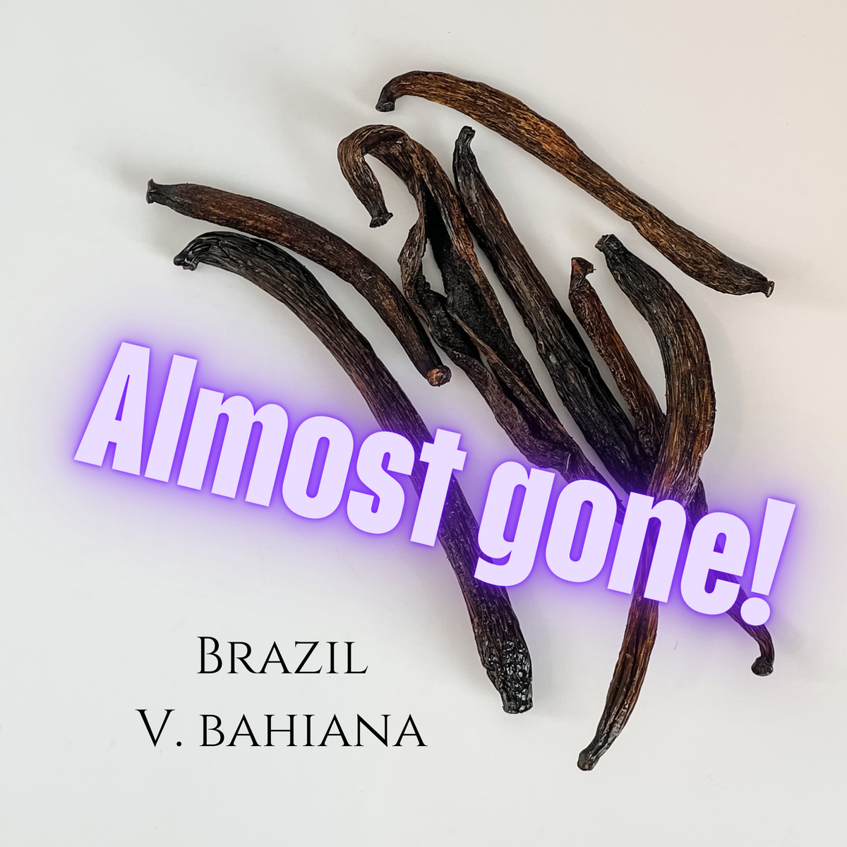 Brazil V. bahiana Vanilla Beans