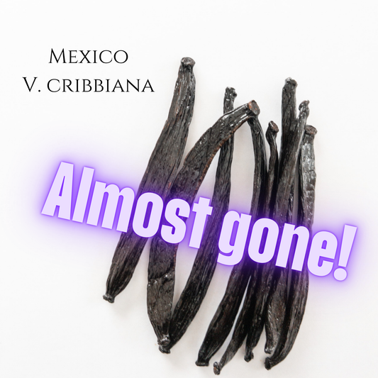 Mexico V. cribbiana Vanilla Beans