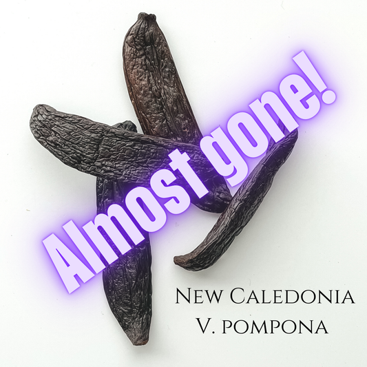New Caledonia V. pompona