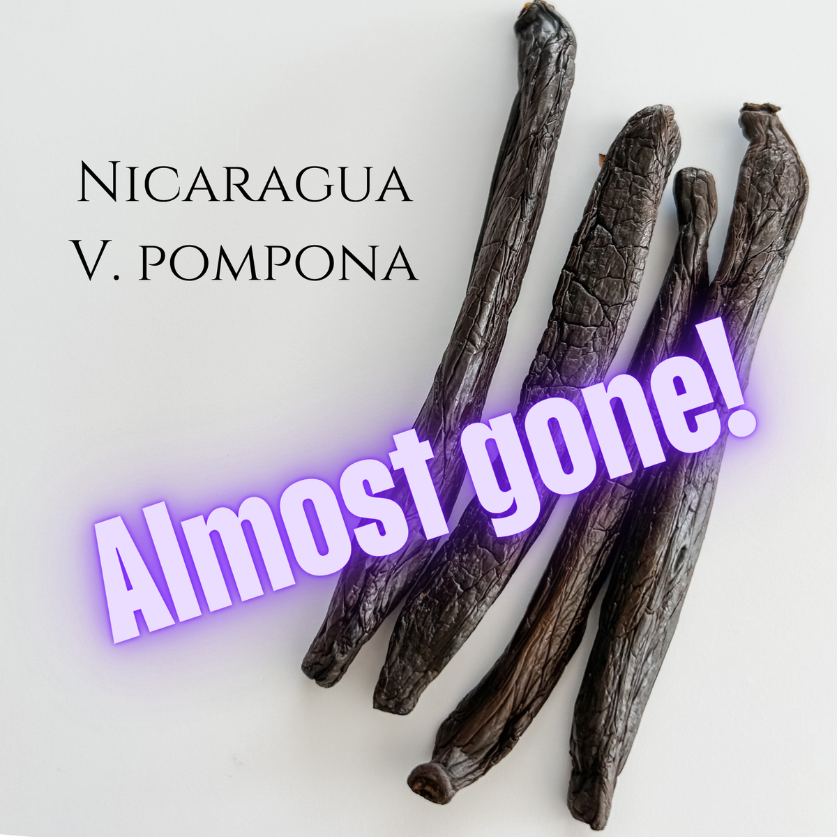 Nicaragua V. pompona Vanilla Beans