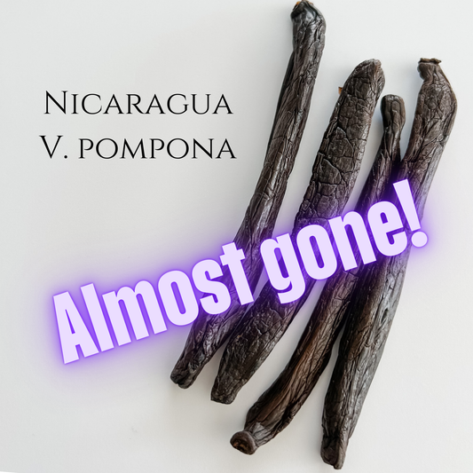 Nicaragua V. pompona Vanilla Beans