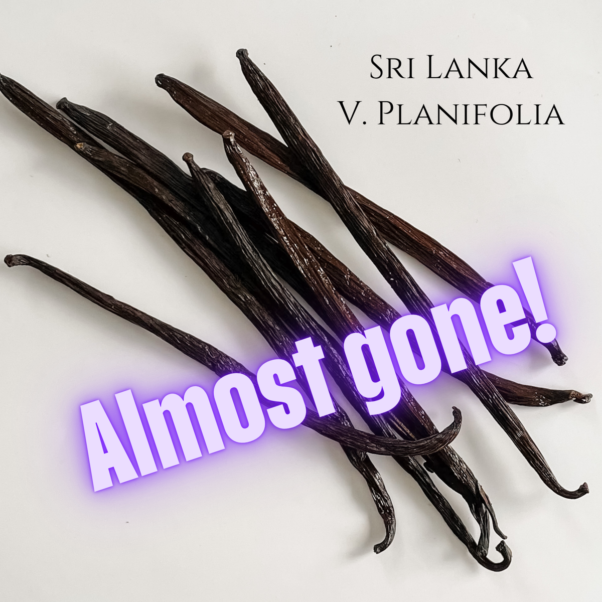 Sri Lanka V. Planifolia Vanilla Beans
