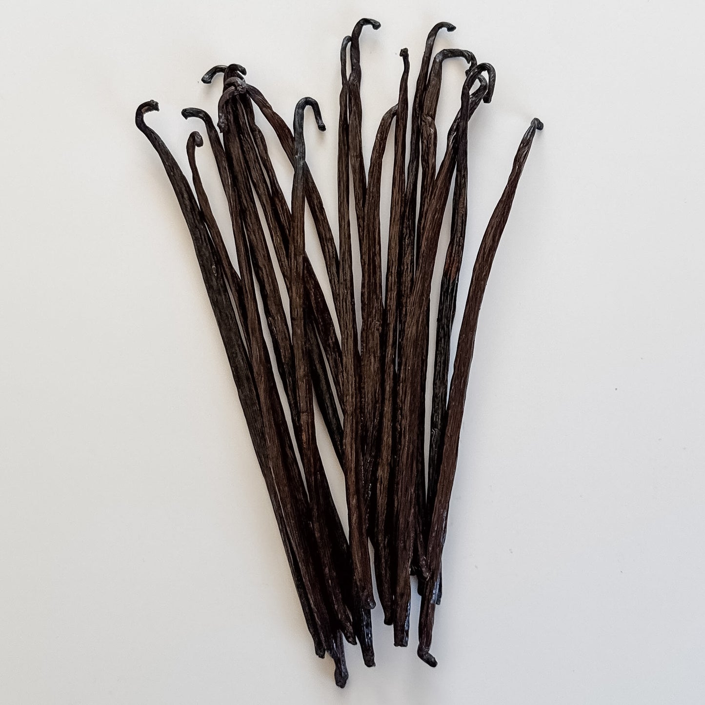 West Papua, Indonesia, V. planifolia Vanilla Beans