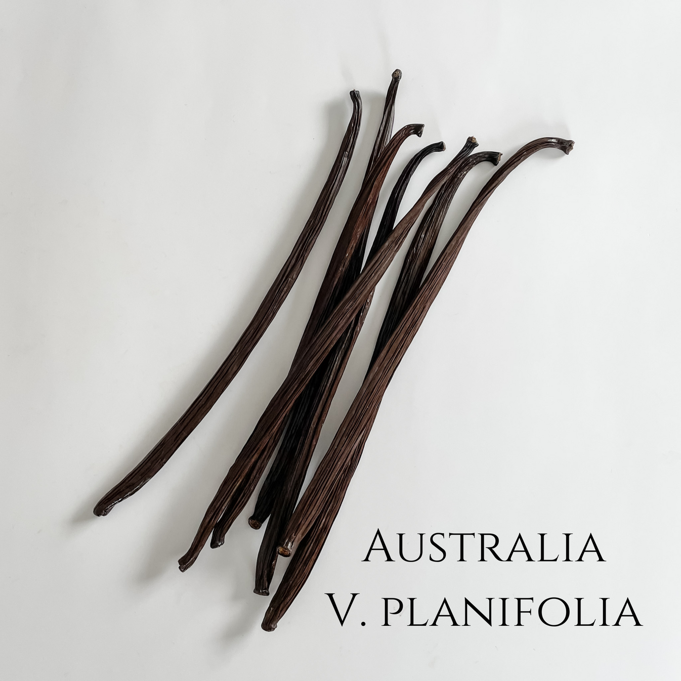 Australia V. planifolia Vanilla Beans IndriVanilla