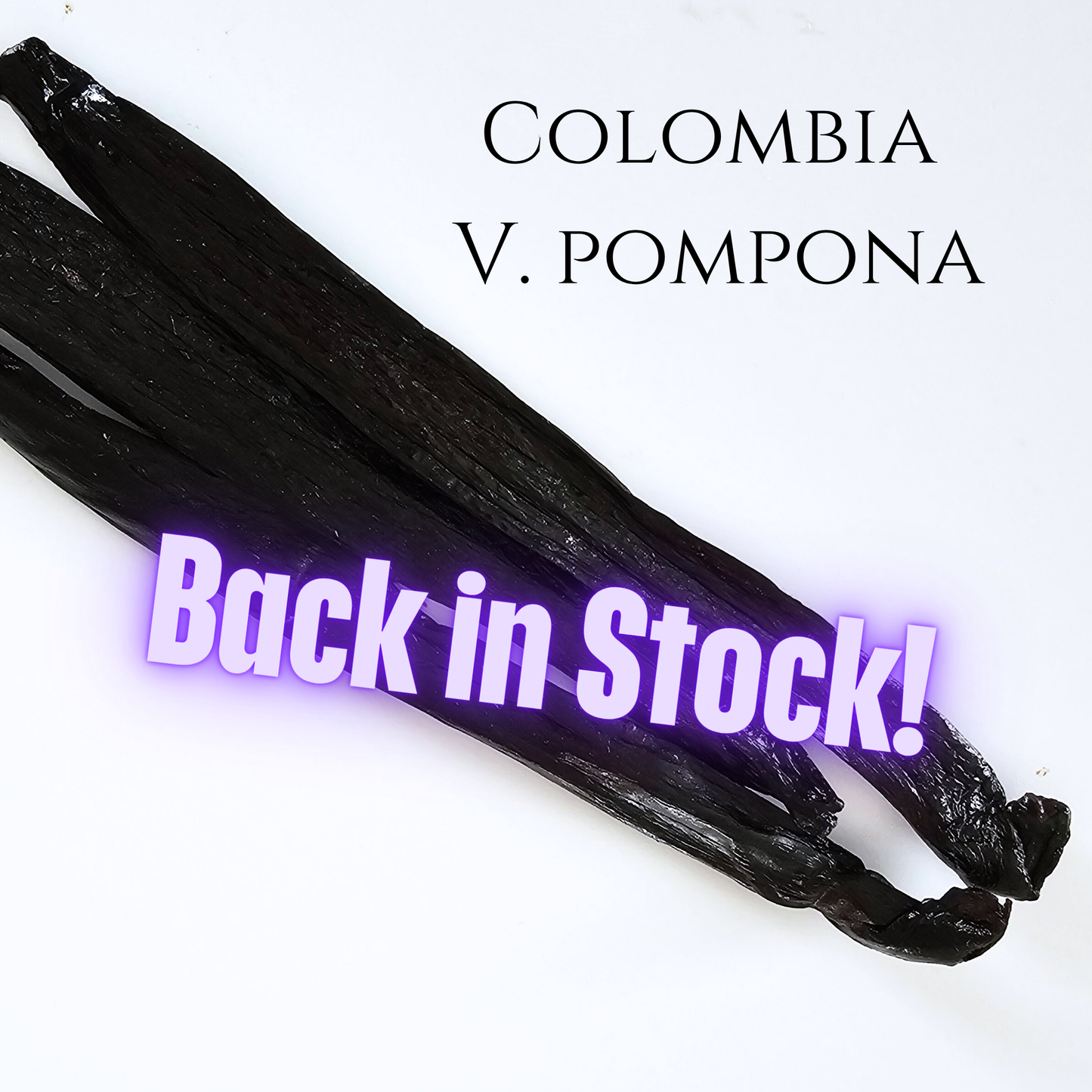 Colombia V. pompona Vanilla Beans