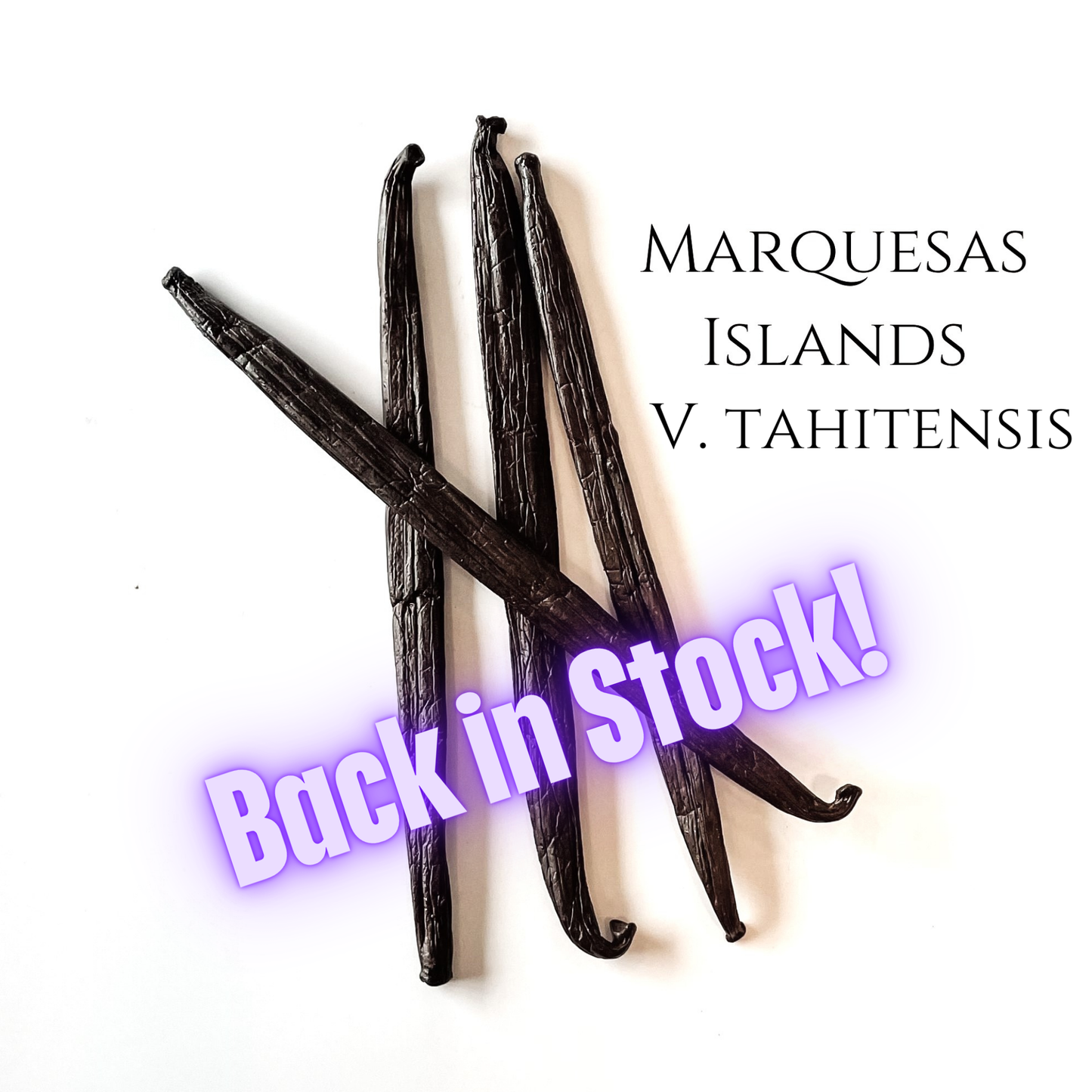 Marquesas Islands V. tahitensis Vanilla Beans