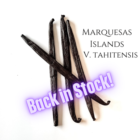Marquesas Islands V. tahitensis Vanilla Beans