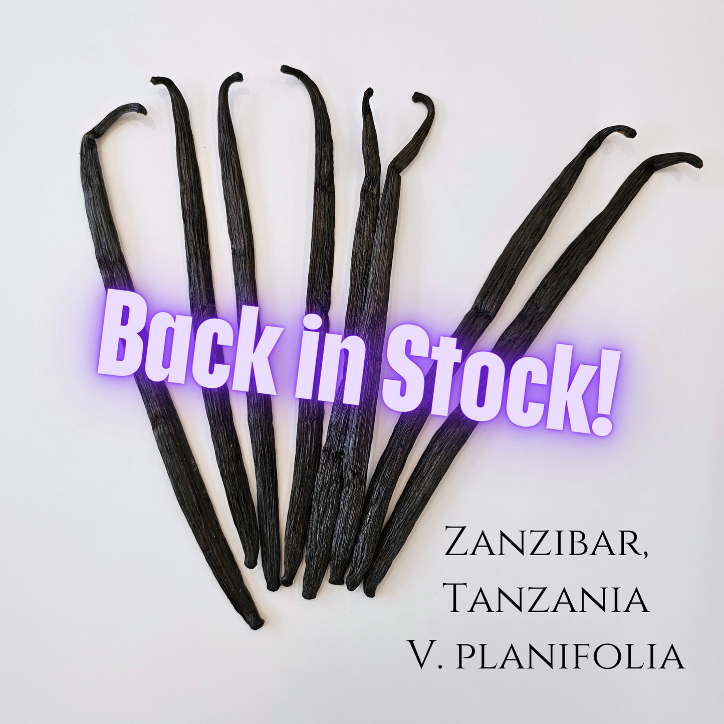 Zanzibar, Tanzania V. planifolia Vanilla Beans