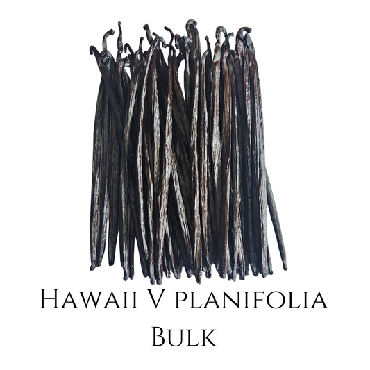 Bulk Hawaii V Planifolia