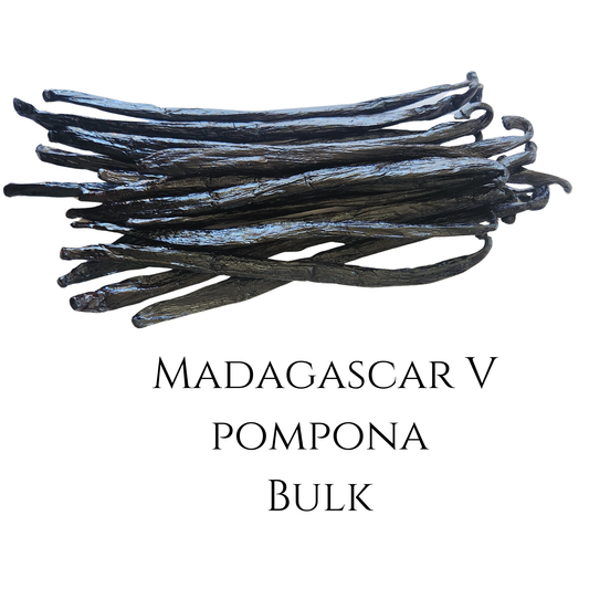 Bulk Madagascar V pompona