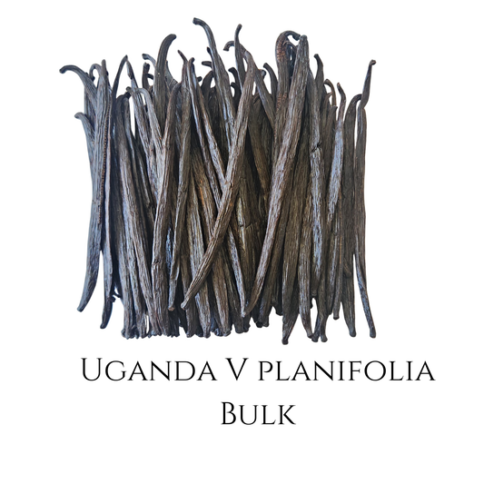 Bulk Uganda V. planifolia