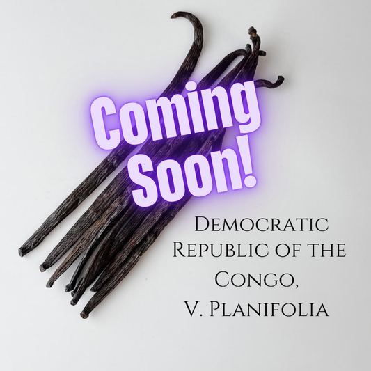 Democratic Republic of the Congo V. planifolia Vanilla Beans