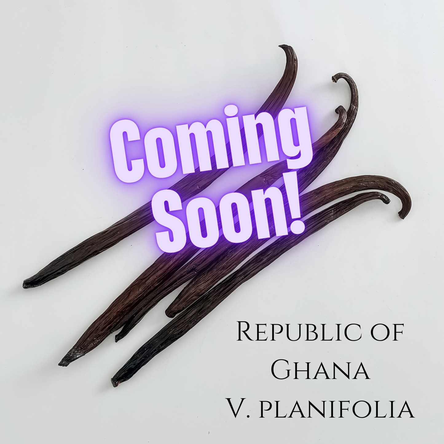 Republic of Ghana V. planifolia Vanilla Beans