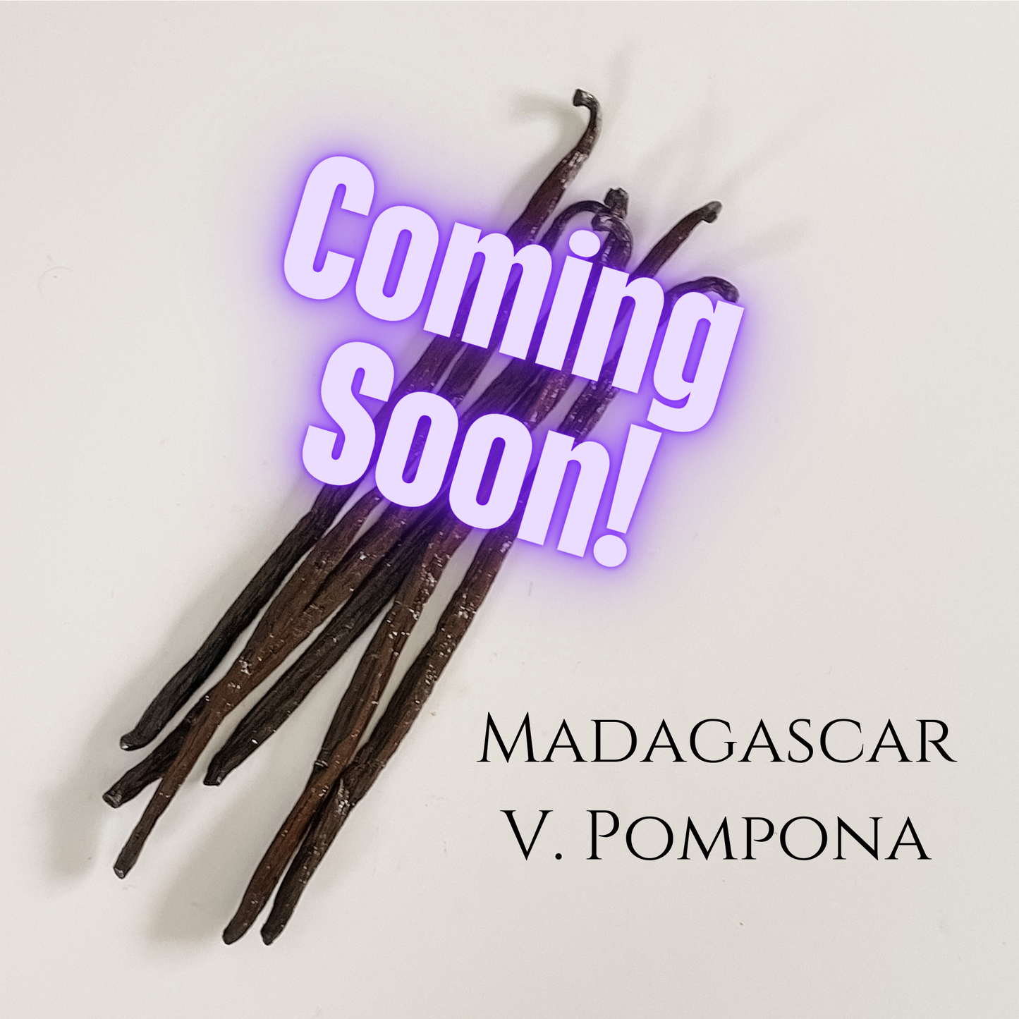 Madagascar V. pompona
