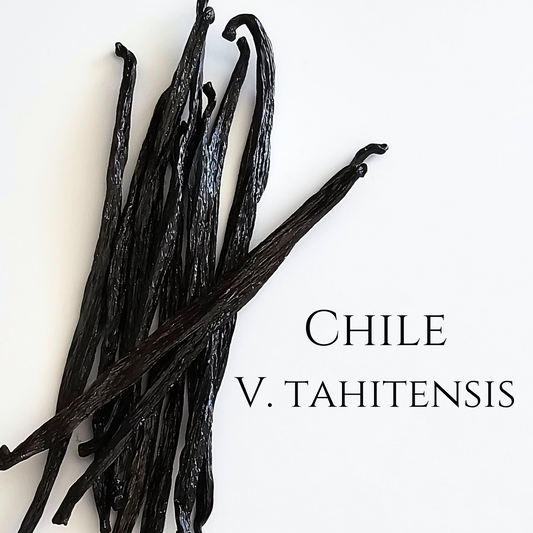 Chile V. tahitensis Vanilla Beans