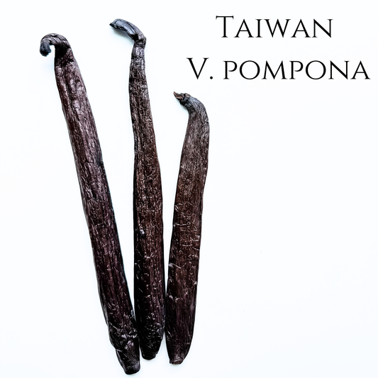 Taiwan V. pompona