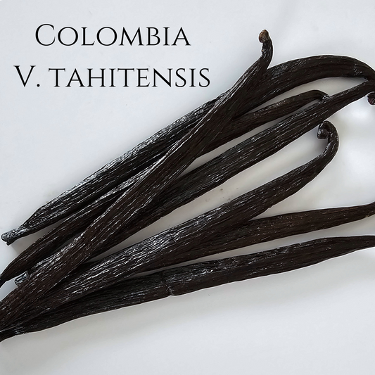 Colombia V. tahitensis Vanilla Beans