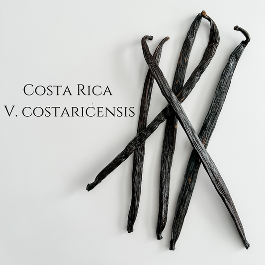 Costa Rica V. costaricensis Vanilla Beans