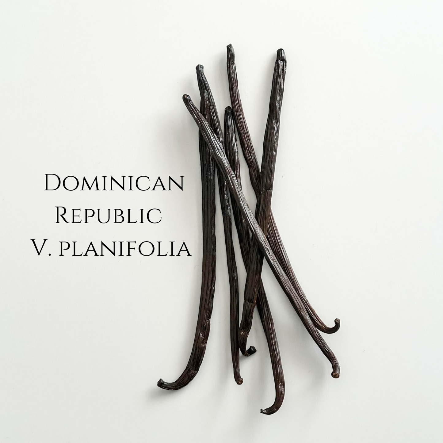 Dominican Republic V. planifolia Vanilla Beans